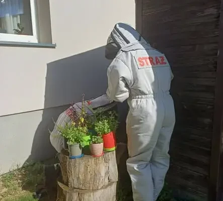 OSP Czachy Kołaki usuwa gniazdo owadów błonkoskrzydłych